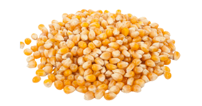Corn Image